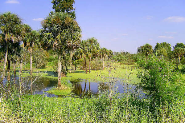 Palm Swamp