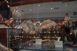 Museum of Biodiversity - eagle