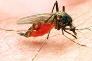 Disease-carrying mosquitos pack twice the punch