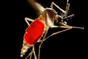DoD grant funds pursuit of novel insecticides to fight Zika, other diseases