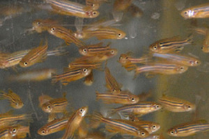 Postdoctoral research positions in zebrafish neuronal regeneration available immediately