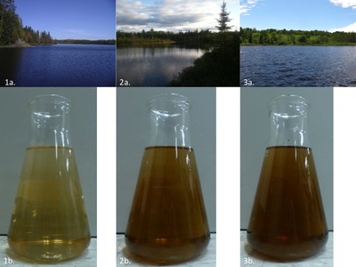 Brown Water: The Ecological and Economic Implications of 