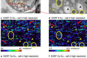 Kashiv publishes study on imaging trace elements in organelles