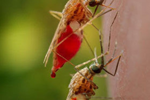 With mosquito Y chromosome sequencing, researchers lay groundwork for advanced disease control