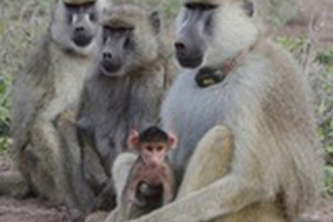 A tough childhood can lead to a shorter life for baboons