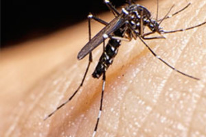 Using mathematical models to fight the Zika virus