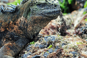 Studying evolution in the place that inspired the theory: The Galapagos Islands