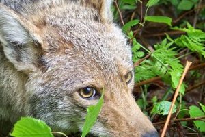 How wolves are helping nature thrive