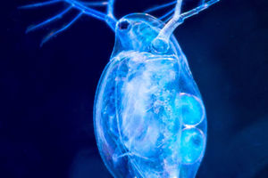 Scientists reveal new and improved genome sequence of  Daphnia pulex