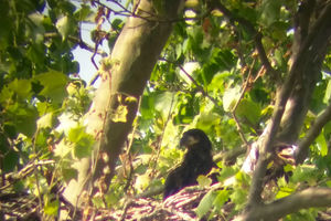 Two bald eaglets born at ND-LEEF in St. Patrick’s County Park