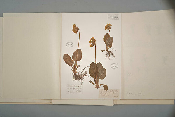 Herbarium Austrian Primrose 700