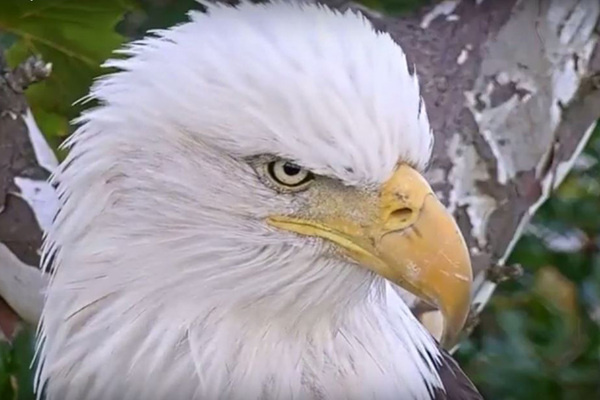 In Nest Cam Eagle Head Feature