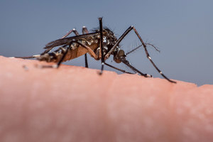 Fighting Mosquito-borne Diseases