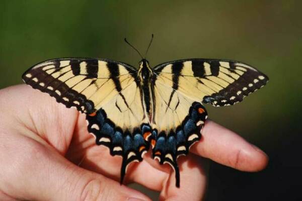 Eastern Tiger Swallowtail Butterfly Feature