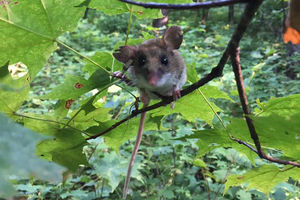 “Science at Sunset” series presents discussion on the role of small mammals in ecosystems