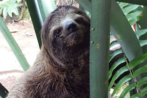 New study takes closer look at how environment affects daily life of brown-throated three-toed sloth 