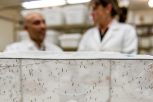 Spatial repellents significantly reduce infections of  mosquito-borne viruses, study finds