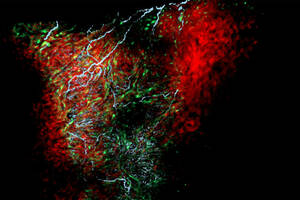 New cell, shown to regulate heart rate, discovered at University of Notre Dame