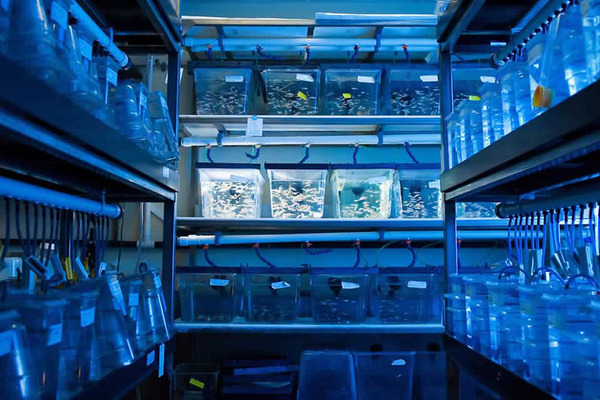 Zebra Fish Research Center: Shelves lined with zebra fish tanks, appear glowing blue in color
