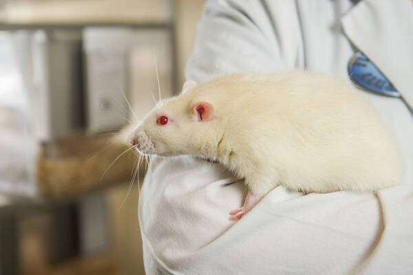 Freimann Life Science: white mouse with red eyes
