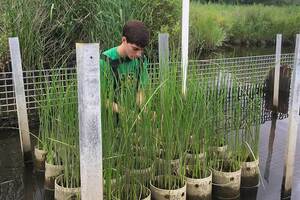 Rapid plant evolution may make coastal regions more susceptible to flooding and sea level rise, study shows