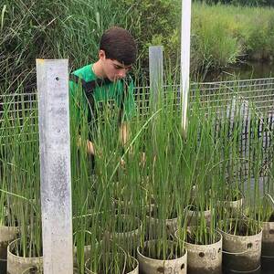 Rapid plant evolution may make coastal regions more susceptible to flooding and sea level rise, study shows