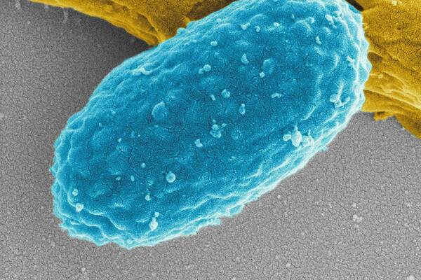 C. diff bacterium