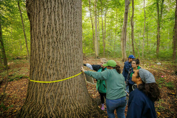 Ecology Field Trip: measuring diameter of trees