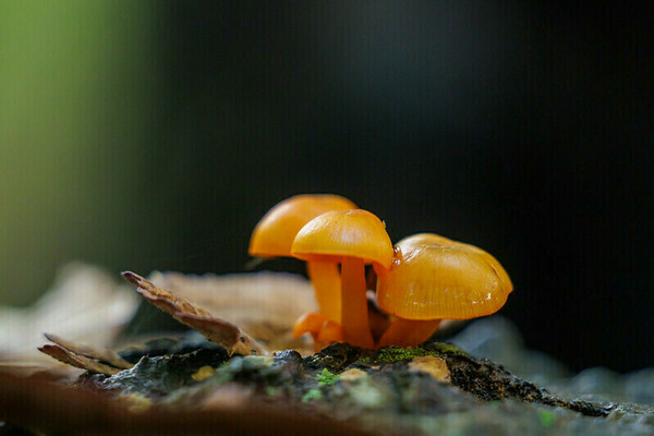 Ecology field trip: orange-yellow fungi on a log