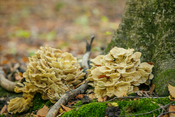 Ecology field trip: an abundance of fungi growing at the base of a tree