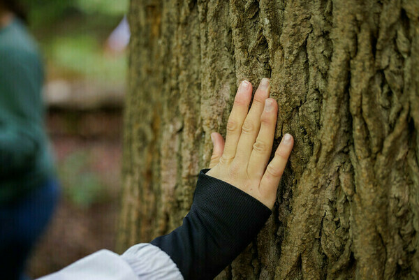 Ecology field trip: student touching tree