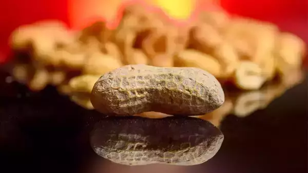Single peanut in the shell on a reflective black surface, with a blurred background of more peanuts and a warm, red-orange glow.