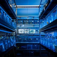 Center for Zebrafish Research