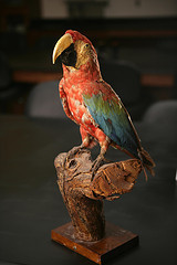 Museum of Biodiversity - parrot