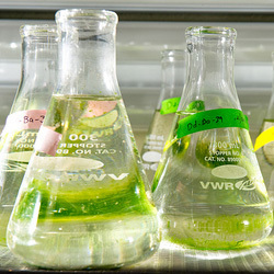 1972: Algae in a lab in Galvin