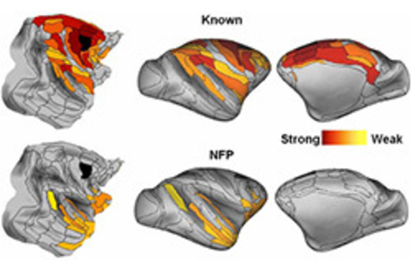 The role of long-range connections on the specificity of the macaque interareal cortical network