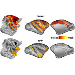 The role of long-range connections on the specificity of the macaque interareal cortical network