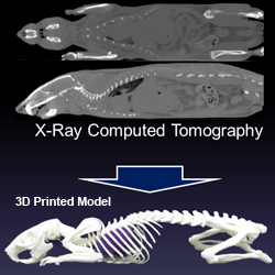 3D Printing of a Rat