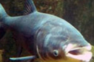 Study finds Asian carp DNA not widespread in the Great Lakes